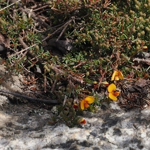 Dillwynia prostrata at Mount Clear, ACT - 22 Oct 2024 01:32 PM