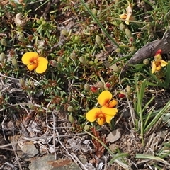 Dillwynia prostrata at Mount Clear, ACT - 22 Oct 2024 01:32 PM