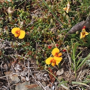 Dillwynia prostrata at Mount Clear, ACT - 22 Oct 2024 01:32 PM