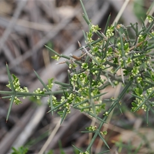 Discaria pubescens at Mount Clear, ACT - 22 Oct 2024