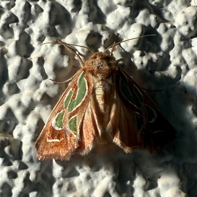 Cosmodes elegans (Green Blotched Moth) at Watson, ACT - 9 Nov 2024 by AniseStar