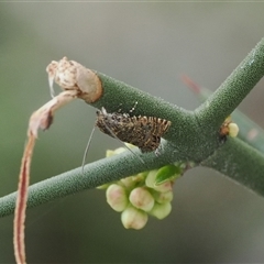 Isochorista panaeolana (A Tortricid moth) at Mount Clear, ACT - 22 Oct 2024 by RAllen