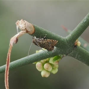 Isochorista panaeolana at Mount Clear, ACT - 22 Oct 2024