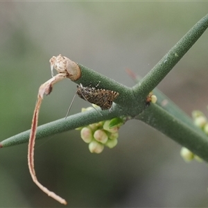 Isochorista panaeolana at Mount Clear, ACT - 22 Oct 2024