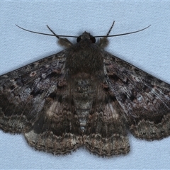 Eudesmeola lawsoni (Lawson's Night Moth) at Rosedale, NSW - 6 Nov 2024 by jb2602