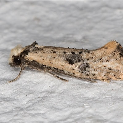 Monopis argillacea (A Clothes moth (Tineidae)) at Melba, ACT - 9 Nov 2024 by kasiaaus