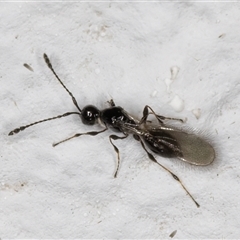 Diapriidae (family) (Diapriid wasp) at Melba, ACT - 9 Nov 2024 by kasiaaus