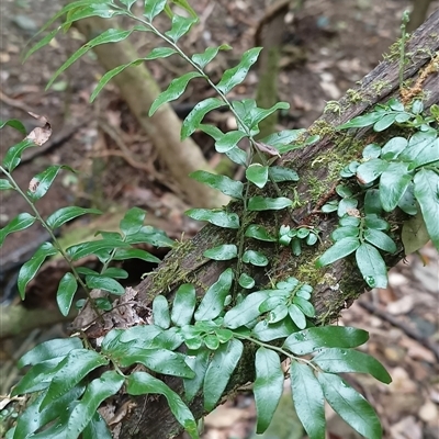 Unidentified Fern or Clubmoss by MVM