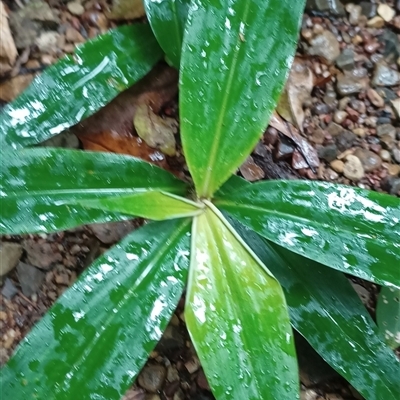 Unverified Plant by MVM