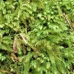 Unverified Plant by MVM