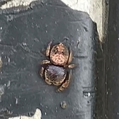 Simaethula sp. (genus) (A jumping spider) at East Maitland, NSW - 11 Nov 2024 by Spider8ait1994