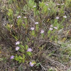 Olearia tenuifolia (Narrow-leaved Daisybush) at Tharwa, ACT - 12 Nov 2024 by AdamHenderson