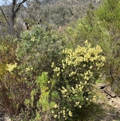 Callistemon pallidus (Lemon Bottlebrush) at Tharwa, ACT - 11 Nov 2024 by AdamHenderson