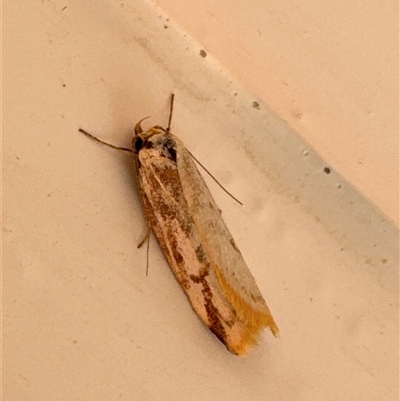 Unverified Concealer moth (Oecophoridae) at Aranda, ACT - 12 Nov 2024 by Jubeyjubes