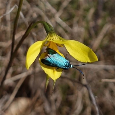 Pollanisus (genus) (A Forester Moth) at Gundary, NSW - 22 Oct 2024 by RobG1