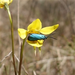 Pollanisus (genus) at Gundary, NSW - suppressed