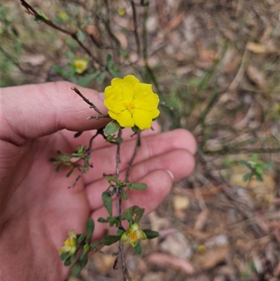 Hibbertia obtusifolia (Grey Guinea-flower) at Uriarra Village, ACT - 10 Nov 2024 by Jackoserbatoio