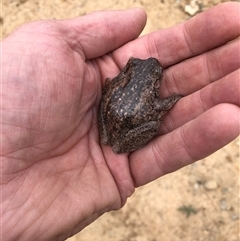 Litoria peronii (Peron's Tree Frog, Emerald Spotted Tree Frog) at Wamboin, NSW - 12 Nov 2024 by Gdbush