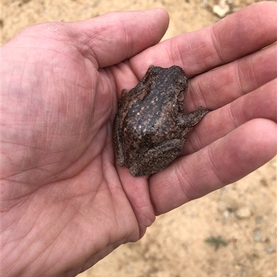 Litoria peronii (Peron's Tree Frog, Emerald Spotted Tree Frog) at Wamboin, NSW - 12 Nov 2024 by Gdbush