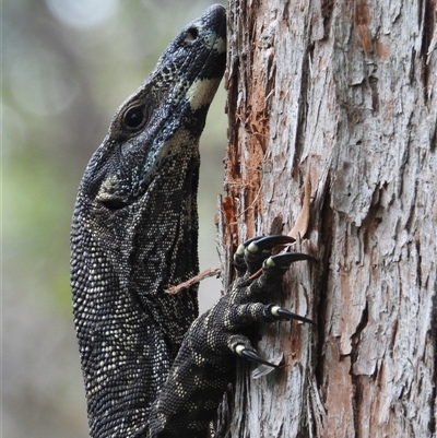 Varanus varius (Lace Monitor) at Pipeclay, NSW - 5 Oct 2024 by MVM