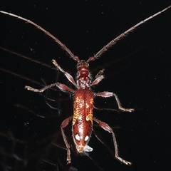 Coptocercus biguttatus (A longhorn beetle) at Rosedale, NSW - 6 Nov 2024 by jb2602