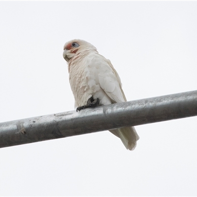 Cacatua sanguinea (Little Corella) at Lawson, ACT - 10 Nov 2024 by AlisonMilton