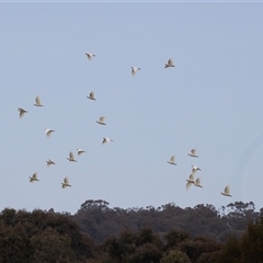 Cacatua sanguinea at Lawson, ACT - 11 Nov 2024 10:27 AM