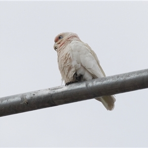 Cacatua sanguinea at Lawson, ACT - 11 Nov 2024 10:27 AM