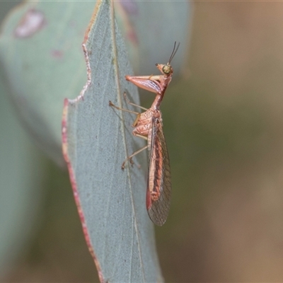 Campion sp. (genus) (Mantis Fly) at Higgins, ACT - 11 Nov 2024 by AlisonMilton