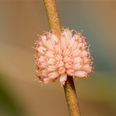 Paropsis atomaria (Eucalyptus leaf beetle) at Higgins, ACT - 11 Nov 2024 by AlisonMilton