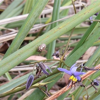 Menida plebeia (Shield Bug) at Lyons, ACT - 12 Nov 2024 by ran452