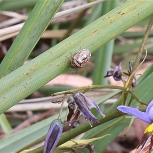 Menida plebeia at Lyons, ACT - 12 Nov 2024