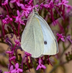 Pieris rapae (Cabbage White) at Wallaroo, NSW - 12 Nov 2024 by Jek