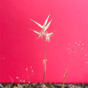 Rytidosperma erianthum at Fadden, ACT - 12 Nov 2024