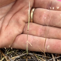 Rytidosperma erianthum at Fadden, ACT - 12 Nov 2024