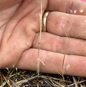 Rytidosperma erianthum at Fadden, ACT - 12 Nov 2024