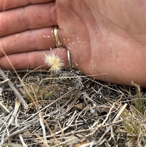 Rytidosperma erianthum at Fadden, ACT - 12 Nov 2024