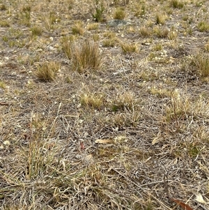 Rytidosperma erianthum at Fadden, ACT - 12 Nov 2024