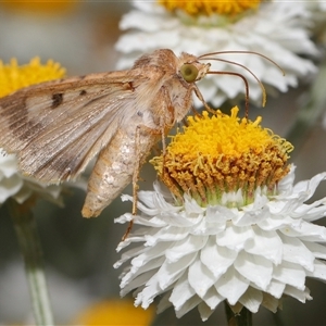 Helicoverpa armigera at Yarralumla, ACT - 12 Nov 2024