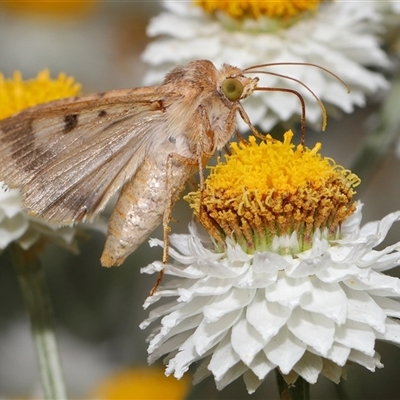 Helicoverpa armigera (Cotton bollworm, Corn earworm) at Yarralumla, ACT - 12 Nov 2024 by TimL