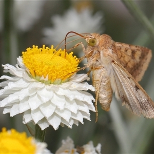 Helicoverpa armigera at Yarralumla, ACT - 12 Nov 2024