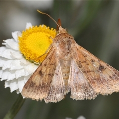 Helicoverpa armigera at Yarralumla, ACT - 12 Nov 2024