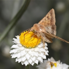 Helicoverpa armigera at Yarralumla, ACT - 12 Nov 2024