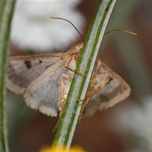 Helicoverpa armigera at Yarralumla, ACT - 12 Nov 2024 01:19 PM