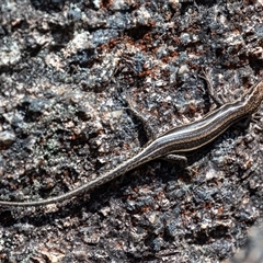 Pseudemoia spenceri (Spencer's Skink) at Cotter River, ACT - 1 Nov 2024 by Jek