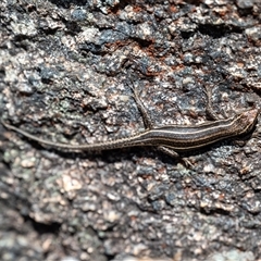 Pseudemoia spenceri at Cotter River, ACT - 1 Nov 2024 12:04 PM