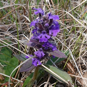 Ajuga australis at Gundary, NSW - suppressed