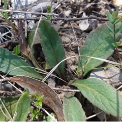 Ajuga australis at Gundary, NSW - suppressed