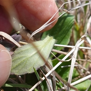 Ajuga australis at Gundary, NSW - suppressed