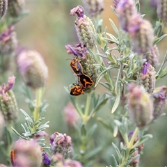 Agonoscelis rutila (Horehound bug) at Wallaroo, NSW - 6 Nov 2024 by Jek